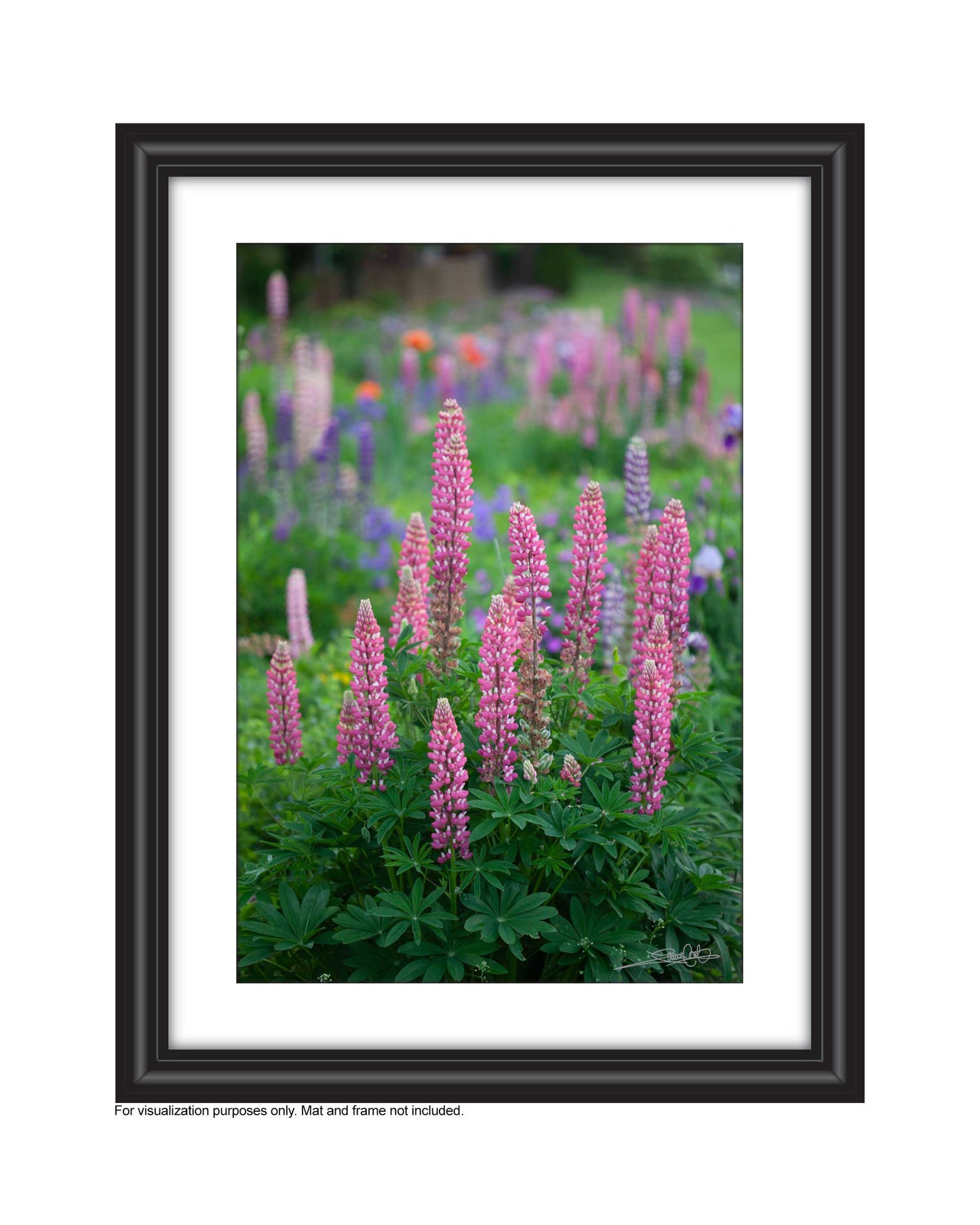 a field of varying shades of pink lupines in the garden, An original photograph by Laura Cook