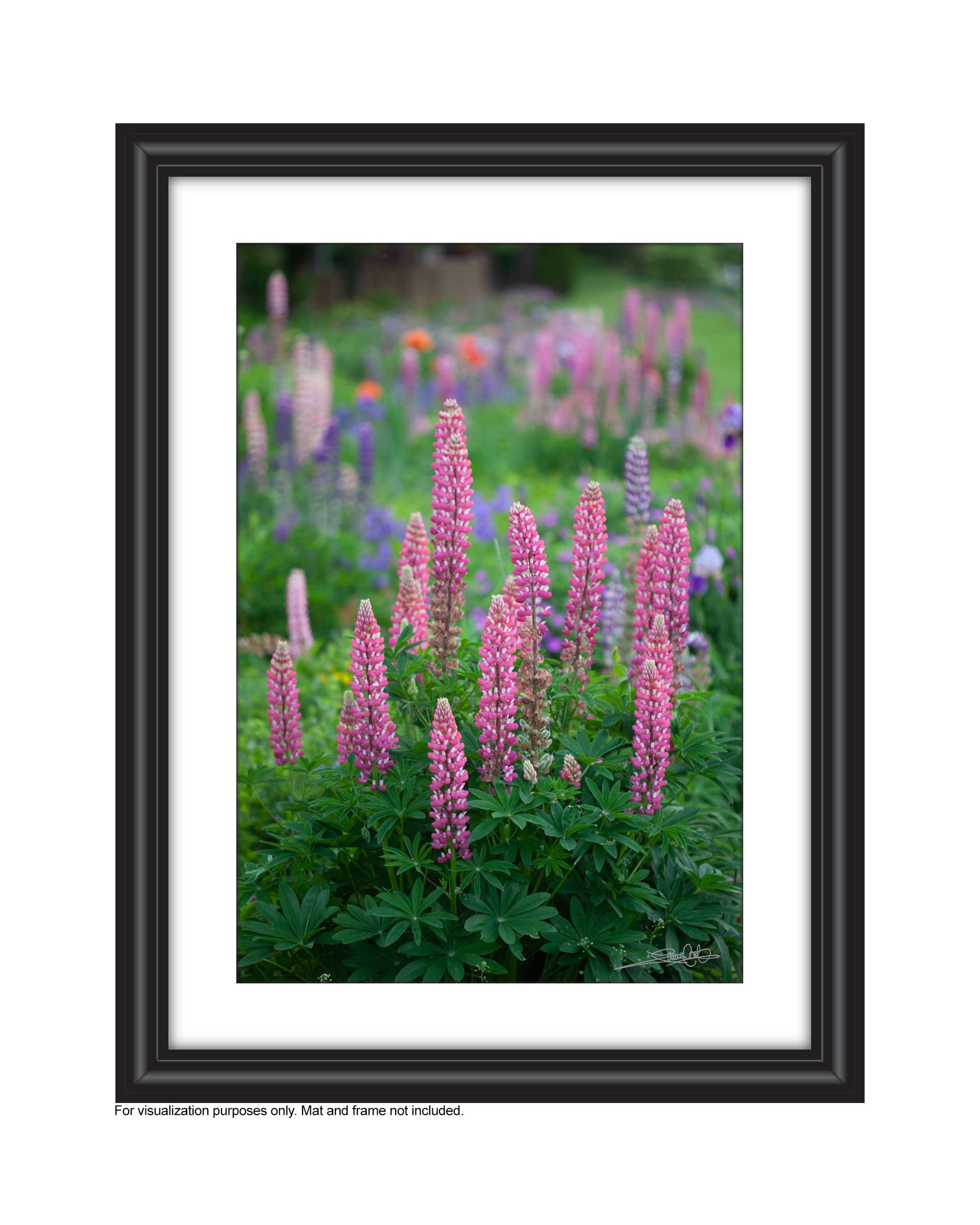a field of varying shades of pink lupines in the garden, An original photograph by Laura Cook