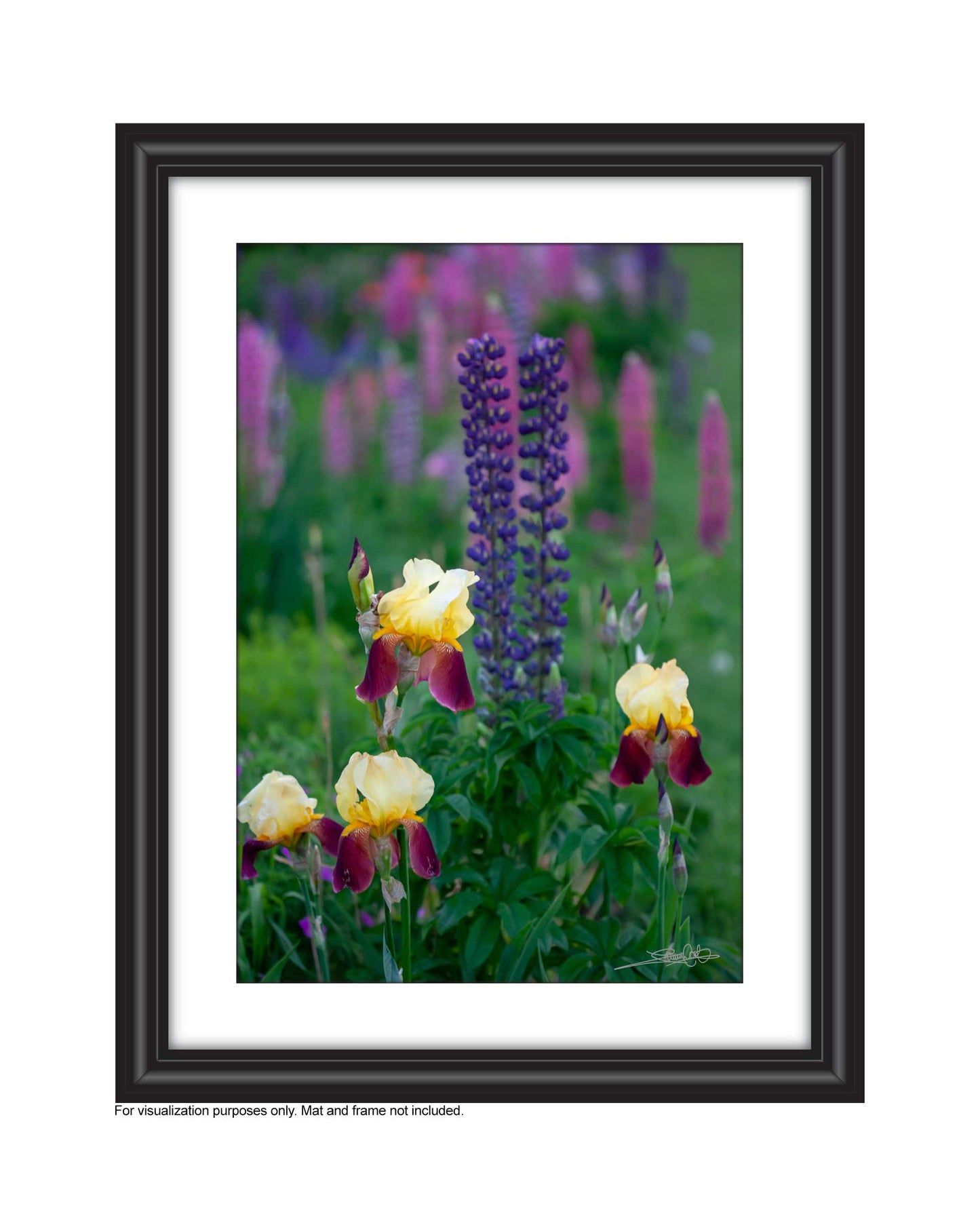 A close up photograph of 4 yellow and purple bearded irises in the foreground of a garden. Purple lupines are in the mid ground and  purple and pink lupines are in the background. Photograph created by Laura Cook of Vision Photography 