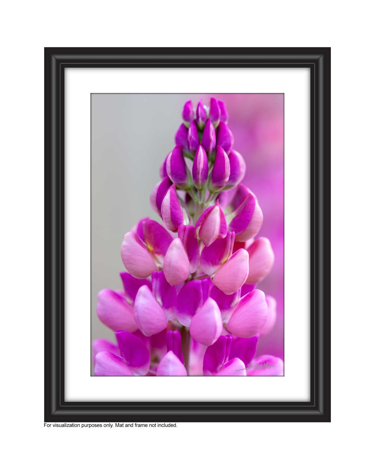 Very close up photo of the detail of a pink lupine flower, created by Laura Cook