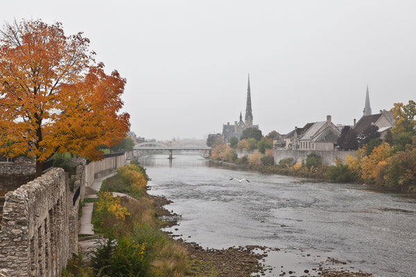 "A Grand View'  a photograph by Cambridge photographer Laura Cook of Millrace Park in the fall , looking up the Grand River towar Main Street Bridge and Central Prespbyterian, a seagul is flying up the middle on a foggy day