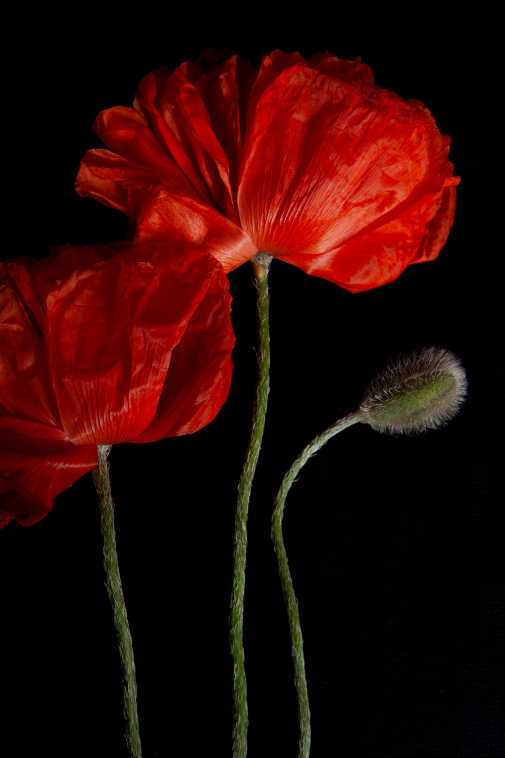 a photo of 3 poppies laying flat on a black background. One large fully bloomed red poppy in the middle with floppy leaves. To the right of it, a poppy bud in it's green shell with fuzzy hairs on it. To the left of the large red poppy in the middle is another fully bloomed poppy and it sits slightly lower but just labor the height of the bud.