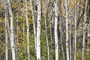 Photo of a stand of white aspens in the forest with yellow leaves of fall Photo by Cambridge Ontario Photographer Laura Cook of Vision Photography