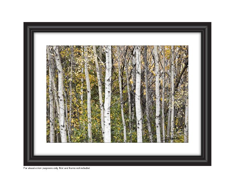 Photo of a stand of white aspens in the forest with yellow leaves of fall Photo by Cambridge Ontario Photographer Laura Cook of Vision Photography