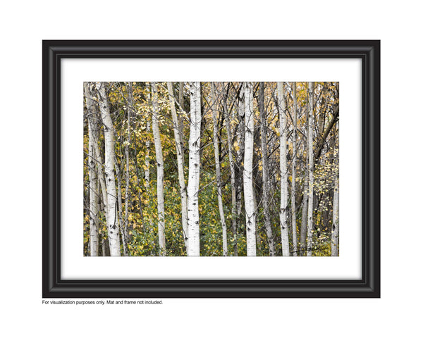 Photo of a stand of white aspens in the forest with yellow leaves of fall Photo by Cambridge Ontario Photographer Laura Cook of Vision Photography