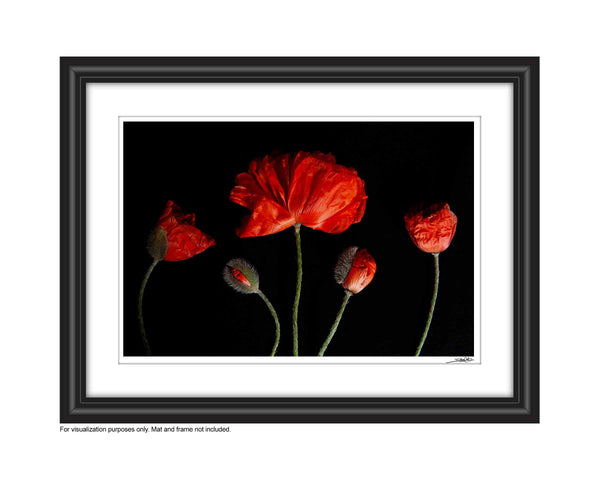 A photo of 5 red poppies and budding poppies laying on a black background. Displayed in a whimsical order with varying heights amongst them. The image is entitled Generations and is a part of Laura COok's limited edition series Reminiscence.  
