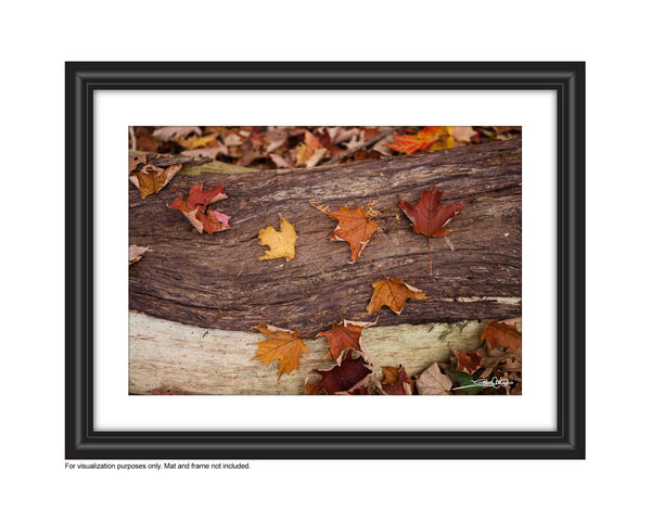 A uniquely rich photograph of fallen autumn maple leaves on a tree stump on the fall forest floor Photo by Cambridge Ontario Photographer Laura Cook of Vision Photography