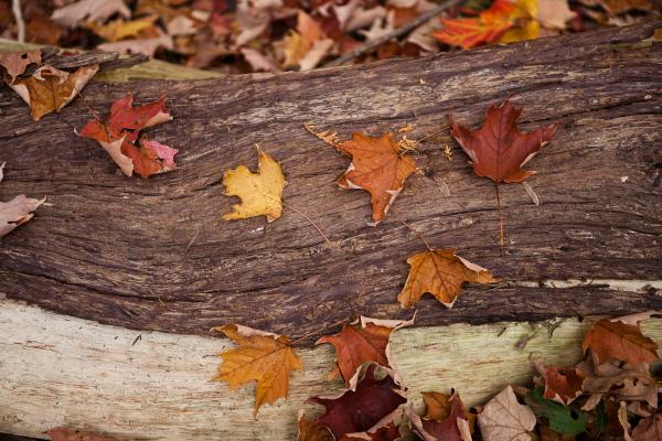 A uniquely rich photograph of fallen autumn maple leaves on a tree stump on the fall forest floor Photo by Cambridge Ontario Photographer Laura Cook of Vision Photography