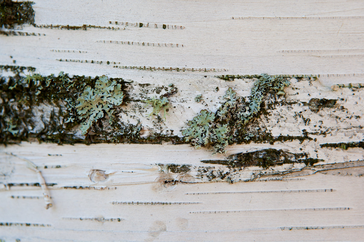 Unique photograph of close up birch bark. Texture, lines and patterns are all showcased in this close up look of a birch tree with green blue lichen on it Photo by Cambridge Ontario Photographer Laura Cook of Vision Photography