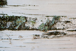 Unique photograph of close up birch bark. Texture, lines and patterns are all showcased in this close up look of a birch tree with green blue lichen on it Photo by Cambridge Ontario Photographer Laura Cook of Vision Photography