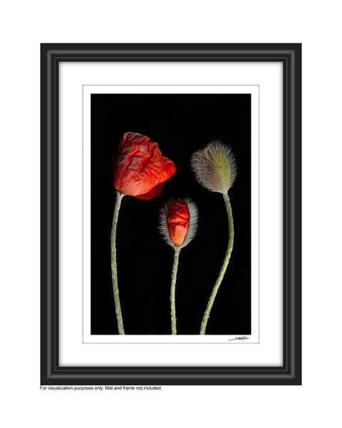 'Bud,Sprout & Pea' - Limited Edition Photography Print (edition of 50)