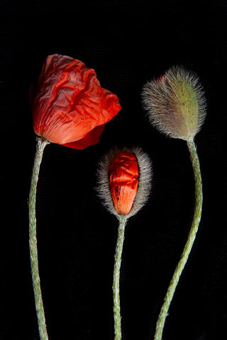 'Bud,Sprout & Pea' - Limited Edition Photography Print (edition of 50)