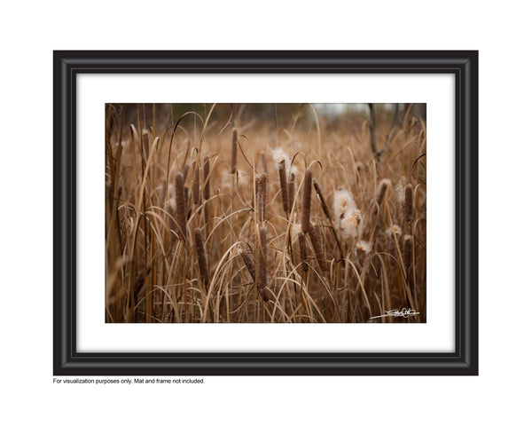 Photos of Bullrushes Photo by Cambridge Ontario Photographer Laura Cook of Vision Photography