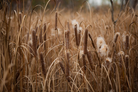Photo of Bullrushes Photo by Cambridge Ontario Photographer Laura Cook of Vision Photography