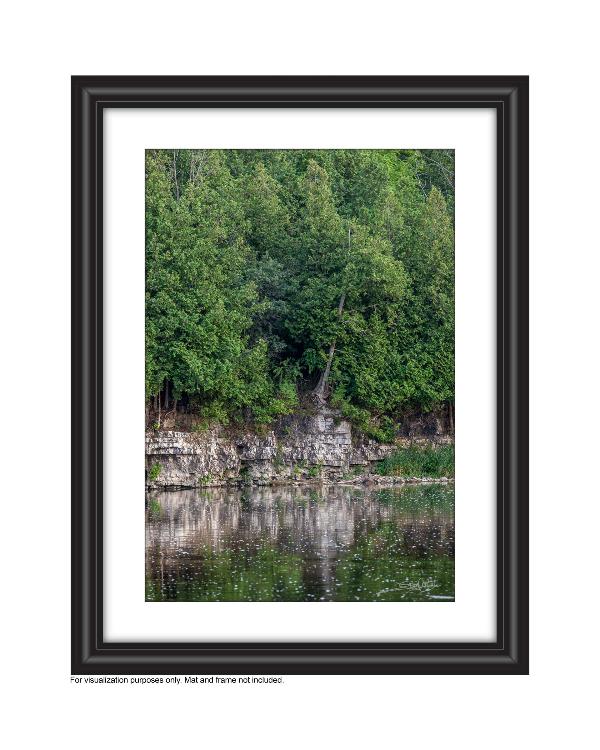 Gorgeous Cedars that line the Grand River flowing through Preston's Linear Trail Photo by Cambridge Ontario Photographer Laura Cook of Vision Photography