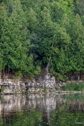 Gorgeous Cedars that line the Grand River flowing through Preston's Linear Trail Photo by Cambridge Ontario Photographer Laura Cook of Vision Photography