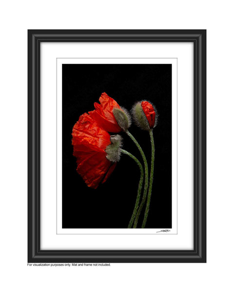 a photo of 3 poppies laying flat on a black background. They are bent to the left a large bloom unfurling from the green hairy bud is joined by another smaller budding poppy that is to it’s backside joined by a smaller budding poppy mostly still un the opening phase of the budding processIt is then shown in a white mat and black frame The photograph is a part of Laura Cook's limited edition series entitled Reminiscence which explores family, history and relationship through poppies in the studio.