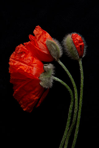 a photo of 3 poppies laying flat on a black background. They are bent to the left a large bloom unfurling from the green hairy bud is joined by another smaller budding poppy that is to it’s backside joined by a smaller budding poppy mostly still un the opening phase of the budding process. The photograph is a part of Laura Cook's limited edition series entitled Reminiscence which explores family, history and relationship through poppies in the studio.