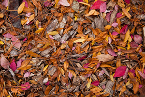 Photograph of yellow and pink Fall leaves on the ground Photo by Cambridge Ontario Photographer Laura Cook of Vision Photography