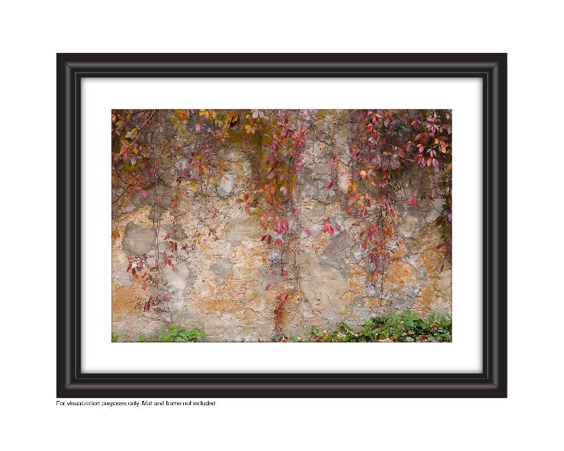 Photograph of crimson vines cascading down a textured stone wall Photo by Cambridge Ontario Photographer Laura Cook of Vision Photography