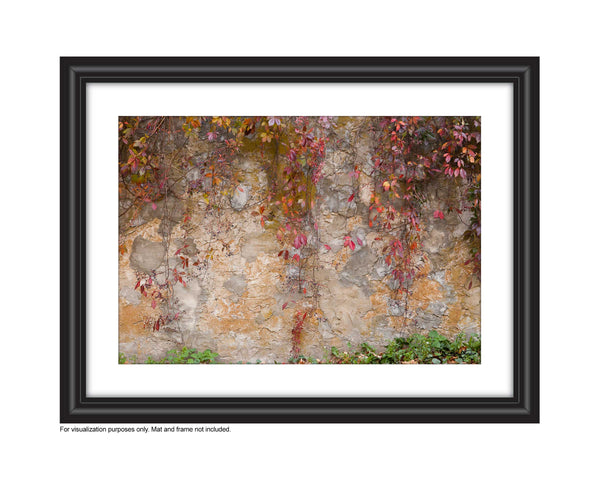 Photograph of crimson vines cascading down a textured stone wall Photo by Cambridge Ontario Photographer Laura Cook of Vision Photography