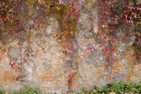 Photograph of crimson vines cascading down a textured stone wall Photo by Cambridge Ontario Photographer Laura Cook of Vision Photography