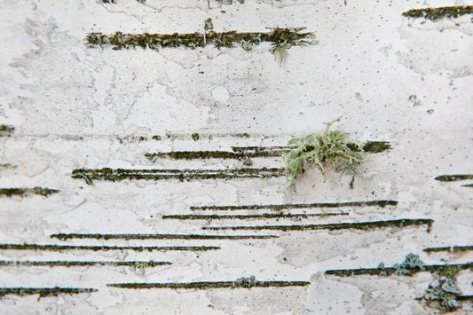 close up photo of a birch tree, with repeating lines and some fun green lichen this reminds me of Morris code hence why it is called dash dot Photo by Cambridge Ontario Photographer Laura Cook of Vision Photography