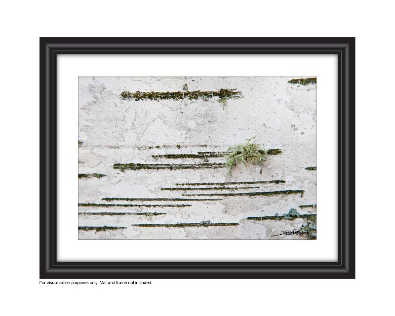 close up photo of a birch tree, with repeating lines and some fun green lichen this reminds me of morris code hence why it is called dash dot Photo by Cambridge Ontario Photographer Laura Cook of Vision Photography