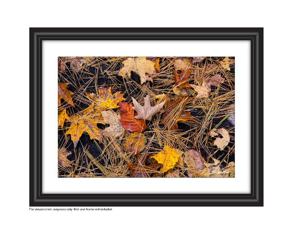 Rich earthy photograph of fall leaves on the forest floor in the autumn Photo by Cambridge Ontario Photographer Laura Cook of Vision Photography