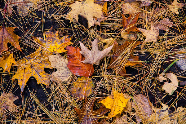 Rich earthy photograph of fall leaves on the forest floor in the autumn Photo by Cambridge Ontario Photographer Laura Cook of Vision Photography