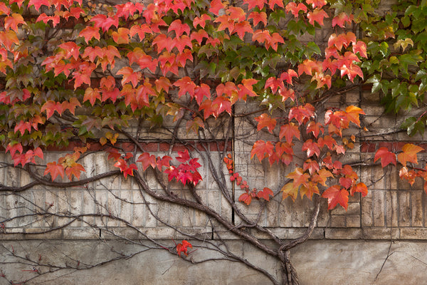 Fall Photograph of red and green vines climbing on a neutral brick wall  in the shape of a family tree Photo by Cambridge Ontario Photographer Laura Cook of Vision Photography