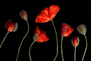 A photo of 7 red poppies and budding poppies laying on a black background. Displayed in a whimsical order with varying heights amongst them. The image is entitled Generations and is a part of Laura COok's limited edition series Reminiscence.  