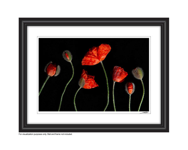 A photo of 7 red poppies and budding poppies laying on a black background. Displayed in a whimsical order with varying heights amongst them. The image is entitled Generations and is a part of Laura COok's limited edition series Reminiscence.  