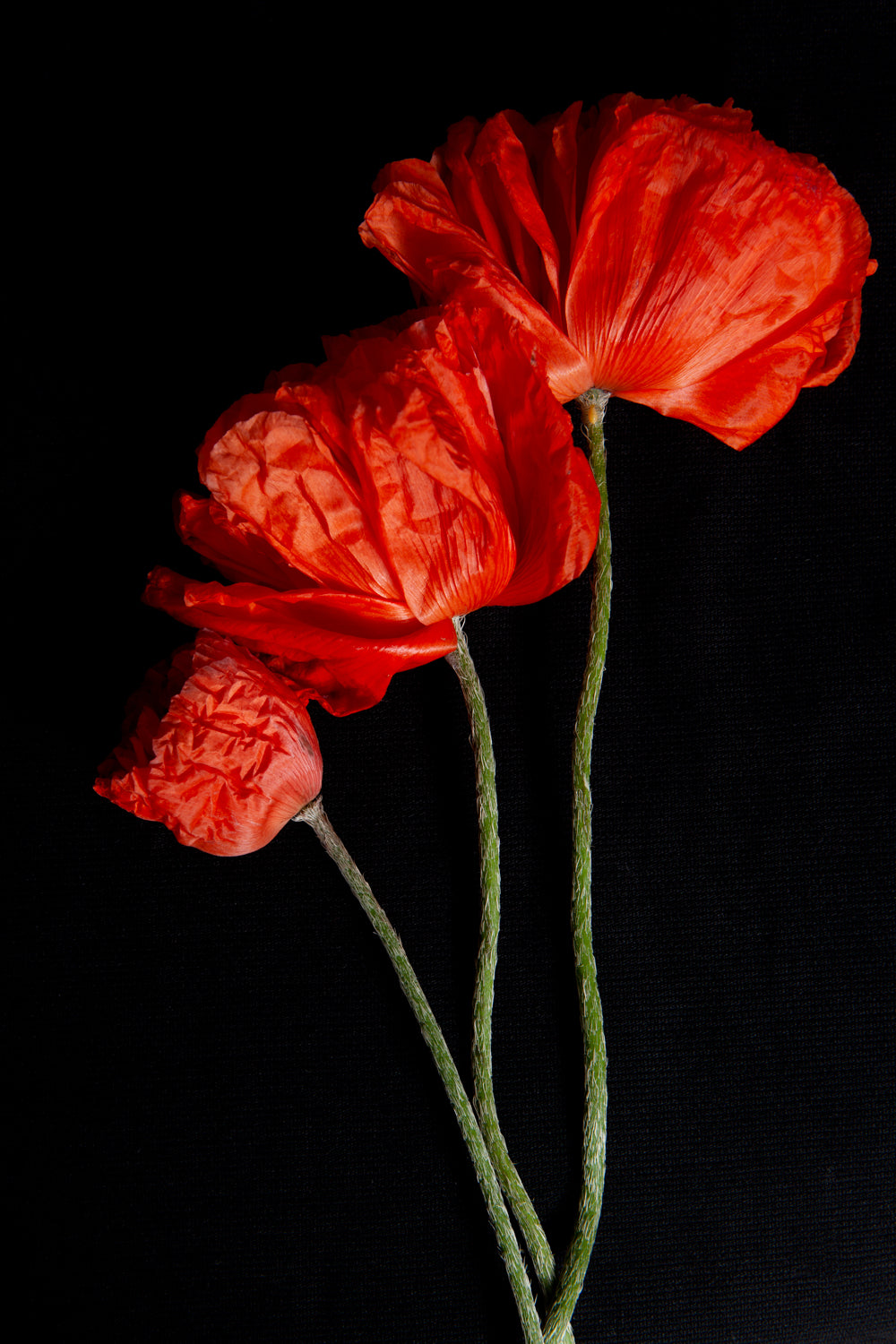 a photo of 3 poppies laying flat on a black background. They are staggered in levels a small budding red poppy is at the lowest left, mid hight and to the right of it is a fully bloomed red poppy and to the right again is another one slightley higher than the middle one a large red full bloomed poppy. The photograph is a part of Laura Cook's limited edition series entitled Reminiscence which explores family, history and relationship through poppies in the studio.
