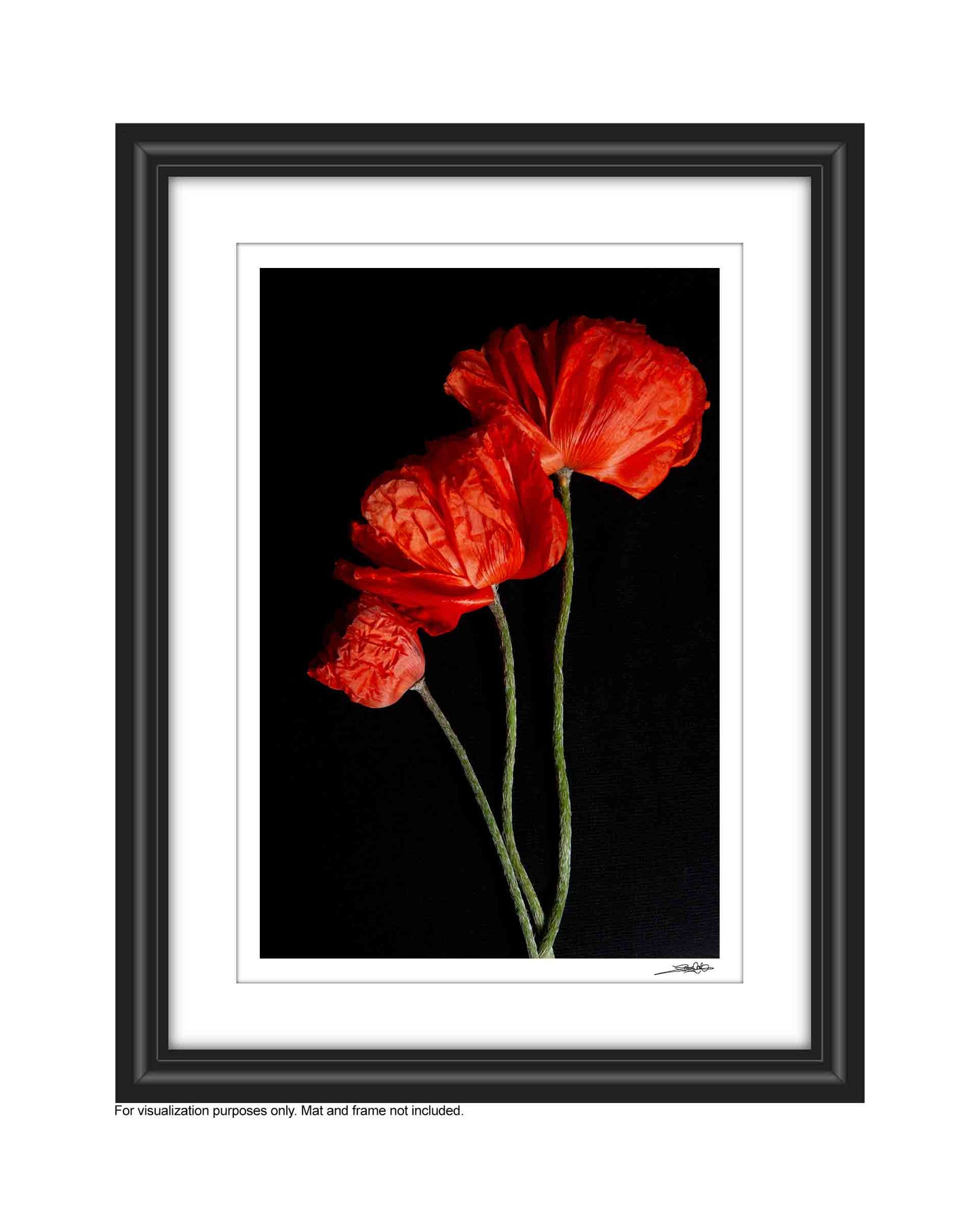 'Glory' - Limited Edition Photography Print (edition of 50)