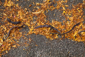 Photograph of yellow leaves and catalpa beans on the ground in the fall Photo by Cambridge Ontario Photographer Laura Cook of Vision Photography