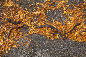 Photograph of yellow leaves and catalpa beans on the ground in the fall Photo by Cambridge Ontario Photographer Laura Cook of Vision Photography