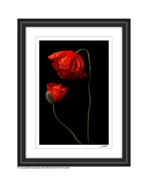 a photo of 2 poppies laying flat on a black background. A tall red one is bent over looking down upon a smaller buying poppy looking up to the larger fully bloomed red poppy. It is entitled Honour. The photograph is a part of Laura Cook's limited edition series entitled Reminiscence which explores family, history and relationship through poppies in the studio. This is shown in a white mat and black frame 