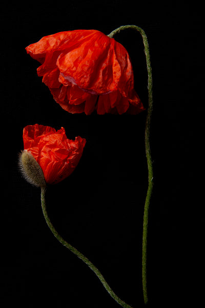 a photo of 2 poppies laying flat on a black background. A tall red one is bent over looking down upon a smaller buying poppy looking up to the larger fully bloomed red poppy. It is entitled Honour. The photograph is a part of Laura Cook's limited edition series entitled Reminiscence which explores family, history and relationship through poppies in the studio.