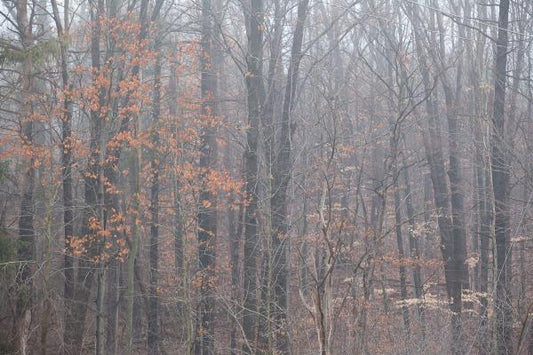 Foggy Photo of a fall forest, most the leaves are down except the beech trees A uniquely rich photograph of fallen autumn maple leaves on a tree stump on the fall forest floor Photo by Cambridge Ontario Photographer Laura Cook of Vision Photography