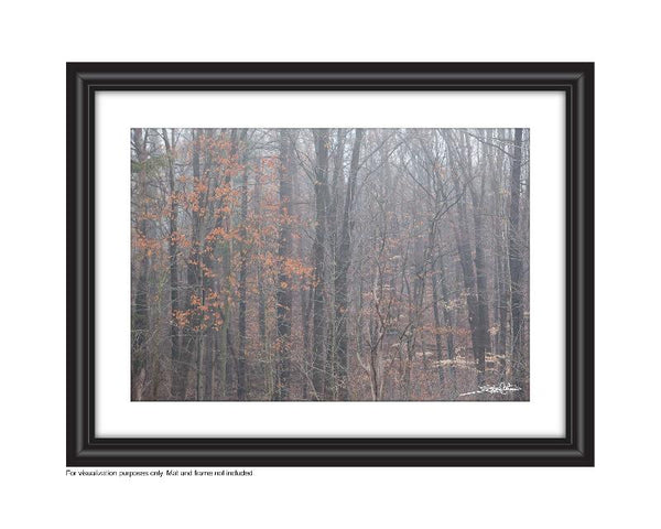 Foggy Photo of a fall forest, most the leaves are down except the beech trees A uniquely rich photograph of fallen autumn maple leaves on a tree stump on the fall forest floor Photo by Cambridge Ontario Photographer Laura Cook of Vision Photography