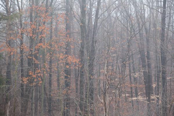 Foggy Photo of a fall forest, most the leaves are down except the beech trees A uniquely rich photograph of fallen autumn maple leaves on a tree stump on the fall forest floor Photo by Cambridge Ontario Photographer Laura Cook of Vision Photography