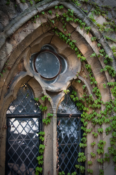 tower of london window with ivy climbing photography print