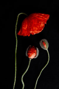 a photo of 3 red poppies laying flat on a black background. A tall red one is bent over looking down upon two smaller budding poppy looking up to the larger fully bloomed red poppy. It is entitled Kindred. The photograph is a part of Laura Cook's limited edition series entitled Reminiscence which explores family, history and relationship through poppies in the studio.