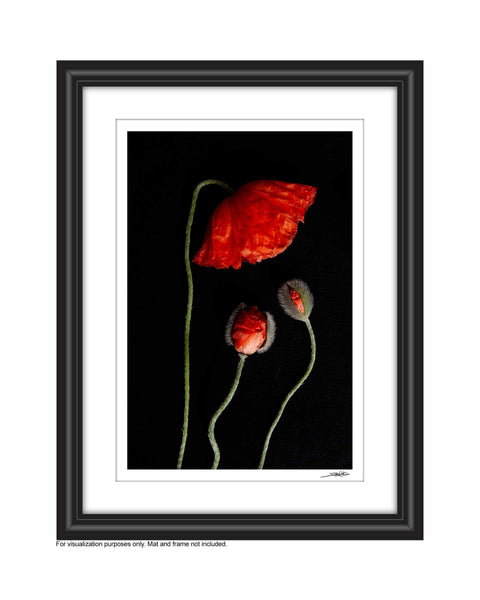 a photo of 3 red poppies laying flat on a black background. A tall red one is bent over looking down upon two smaller budding poppy looking up to the larger fully bloomed red poppy. It is entitled Kindred. The photograph is a part of Laura Cook's limited edition series entitled Reminiscence which explores family, history and relationship through poppies in the studio. This is shown in a white mat and black frame 