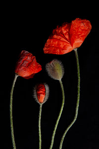 a photo of 4 red poppies laying flat on a black background. A tall fully bloomed poppy is on the right to the left of it are three smaller poppies in varying stages of budding. It is entitled Kinfolk. The photograph is a part of Laura Cook's limited edition series entitled Reminiscence which explores family, history and relationship through poppies in the studio