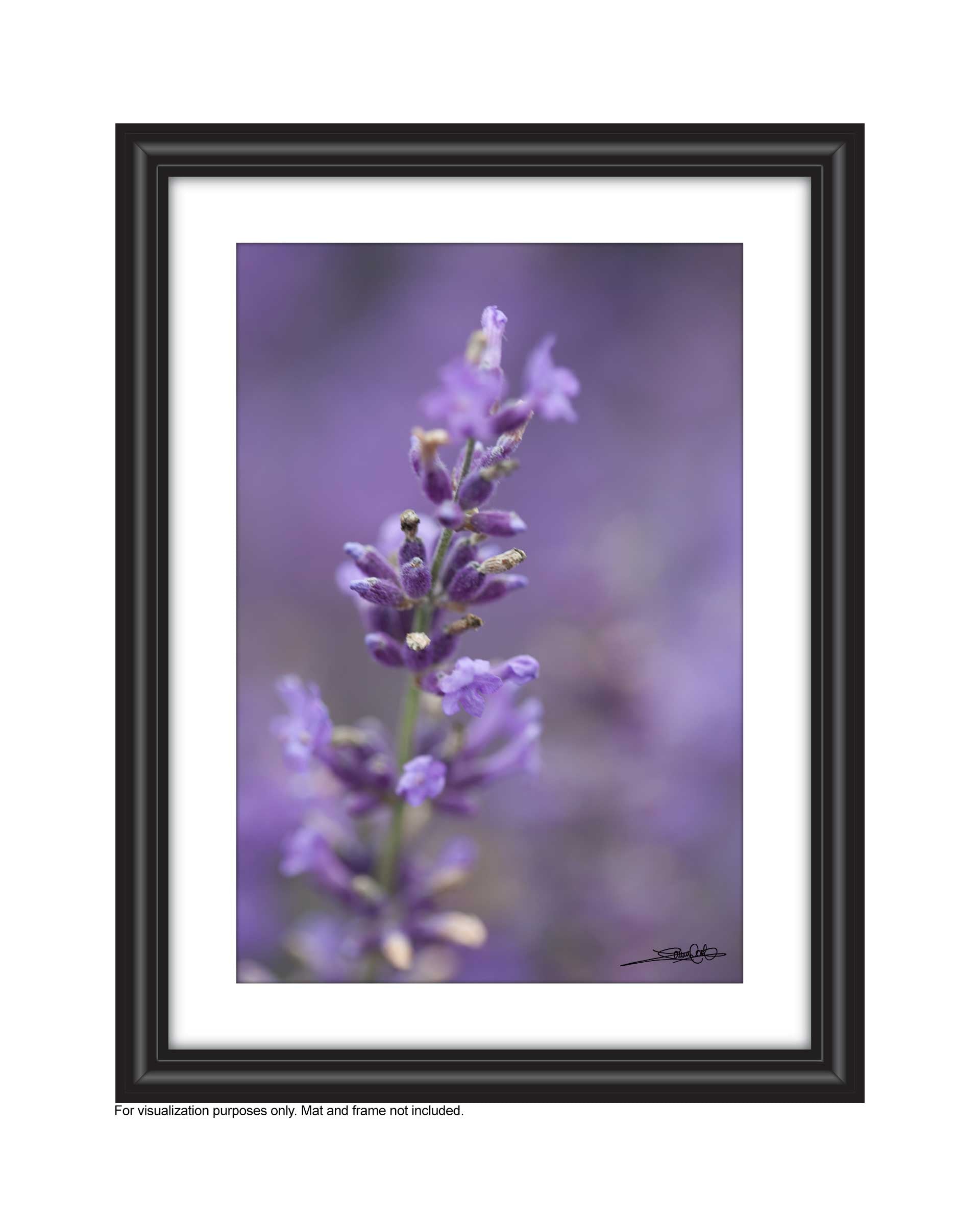 Affordable Art for your space by Laura Cook