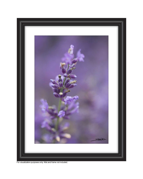 Affordable Art for your space by Laura Cook