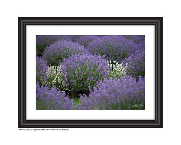Affordable Art for your space by Laura Cook