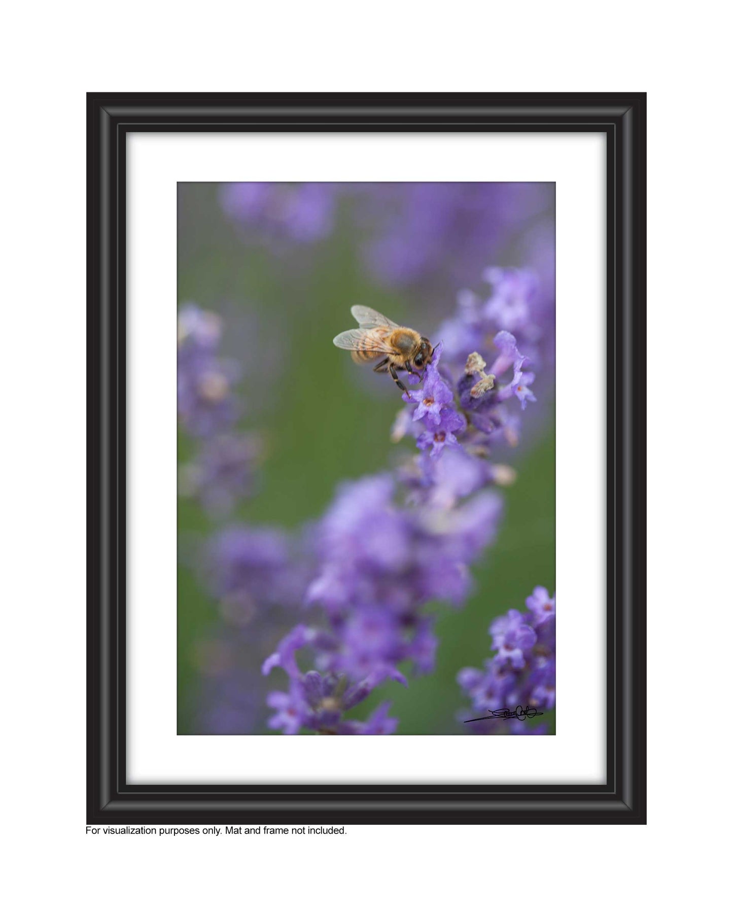 Sip - Photography Print